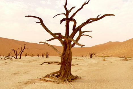 image of a tree dying